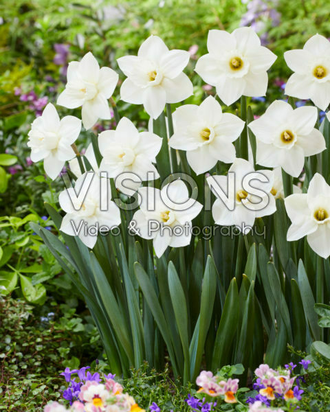 Narcissus Arctic Snow Narcissus Arctic Snow