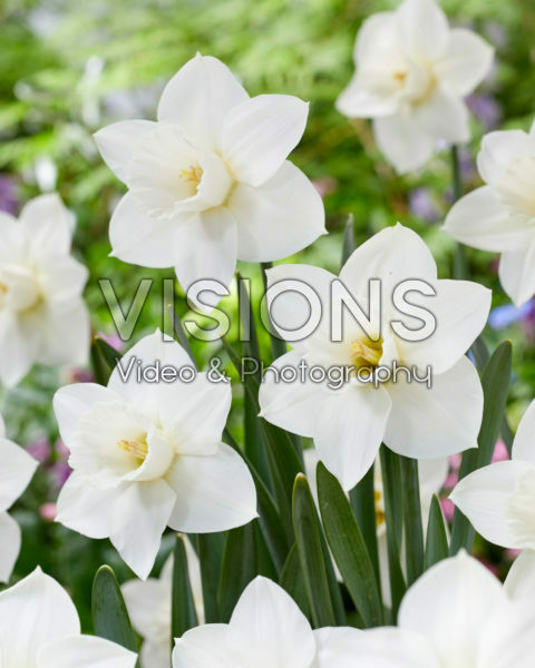 Narcissus Arctic Snow Narcissus Arctic Snow