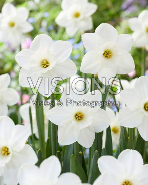 Narcissus Stainless Narcissus Stainless