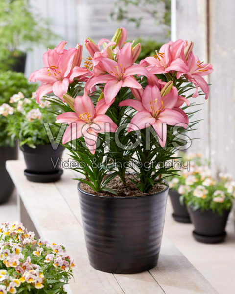 Lilium Indy