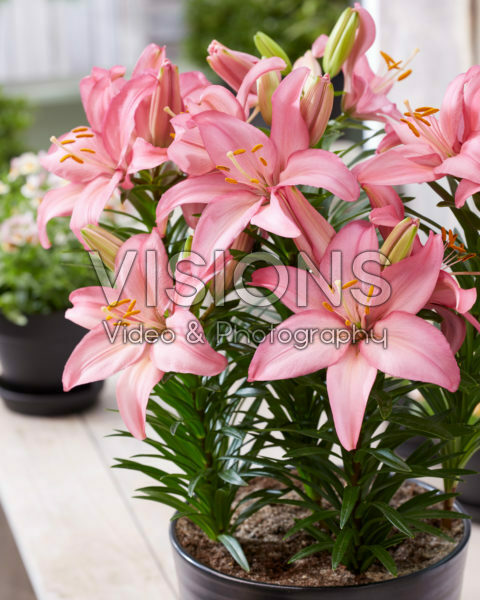 Lilium Indy