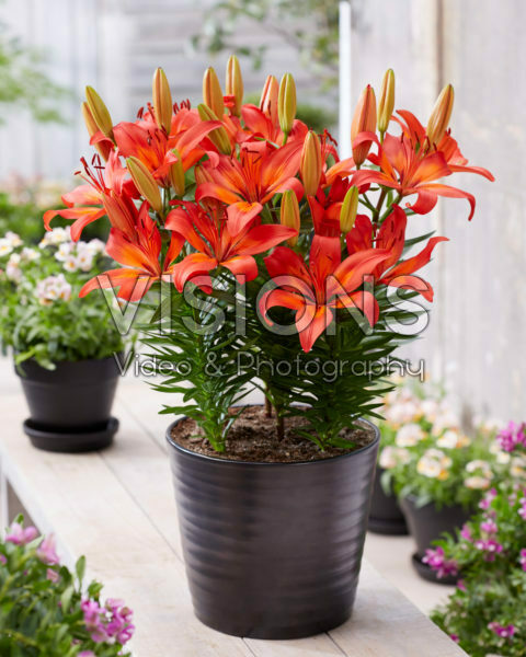 Lilium Matrix