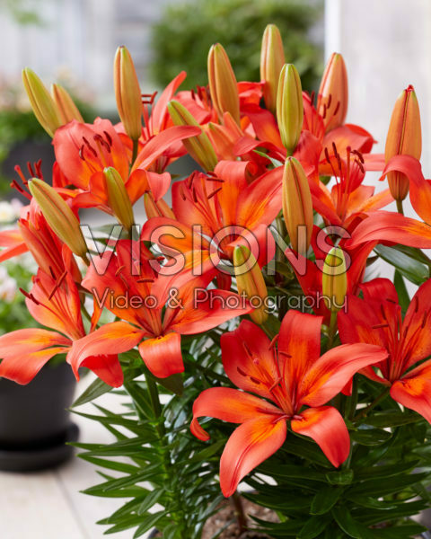 Lilium Matrix Lilium Matrix