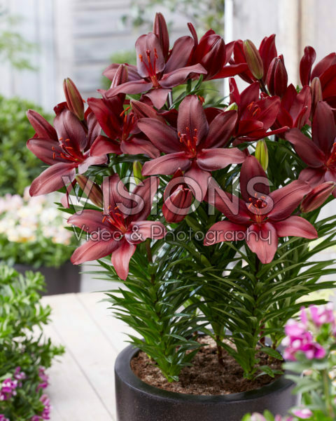 Lilium Cacharel Lilium Cacharel