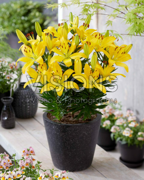 Lilium Golden Matrix Lilium Golden Matrix