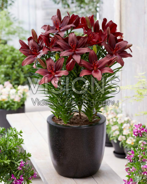 Lilium Cacharel