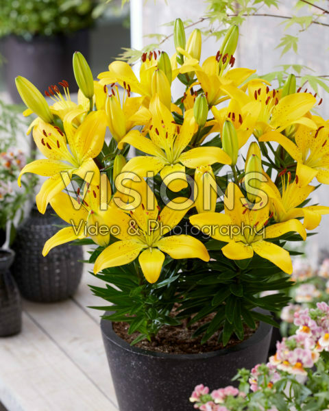 Lilium Golden Matrix Lilium Golden Matrix