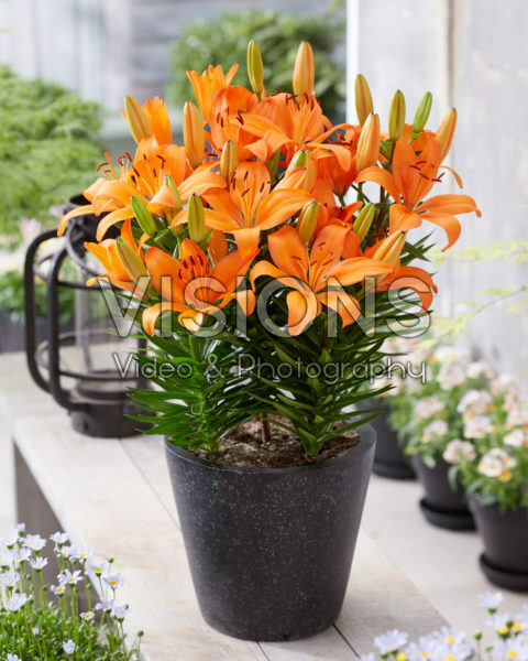 Lilium Orange Matrix Lilium Orange Matrix