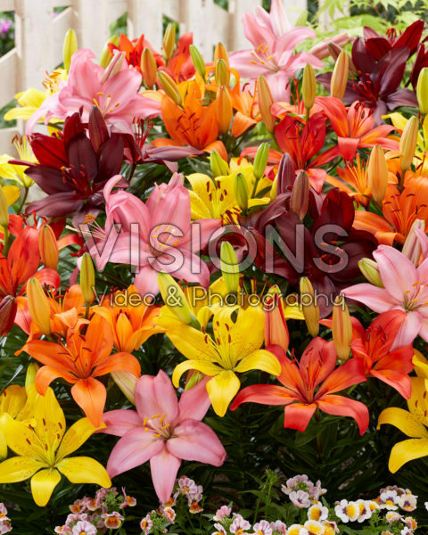 Lilium mix