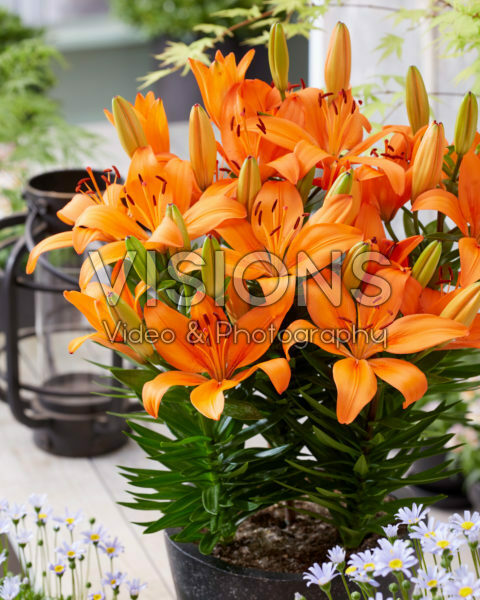 Lilium Orange Matrix Lilium Orange Matrix