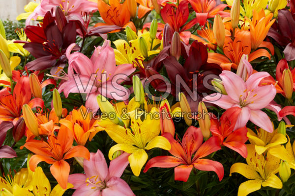 Lilium mix Lilium mix