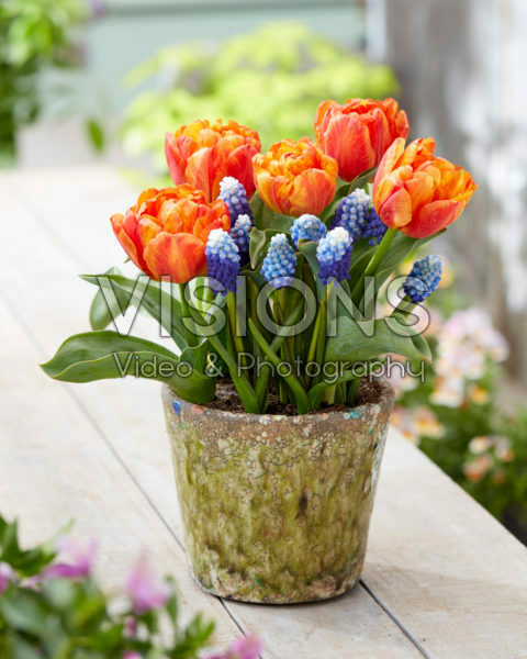 Tulipa Flaming Baby, Muscari Ocean Magic