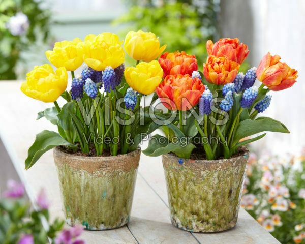 Tulipa Yellow and Flaming Baby, Muscari Ocean Magic