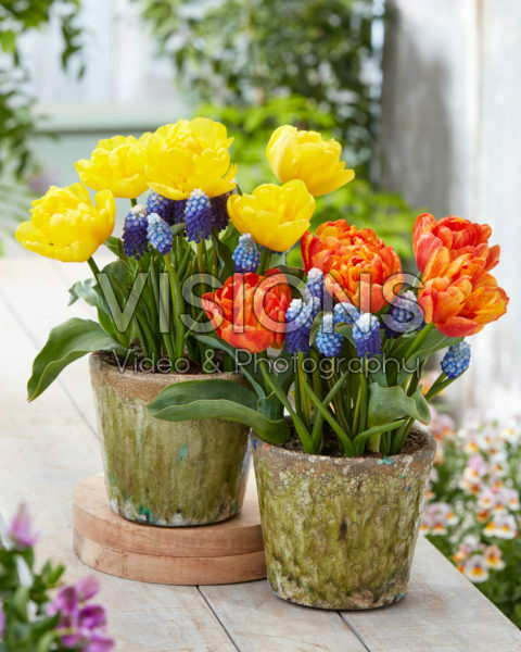 Tulipa Yellow and Flaming Baby, Muscari Ocean Magic