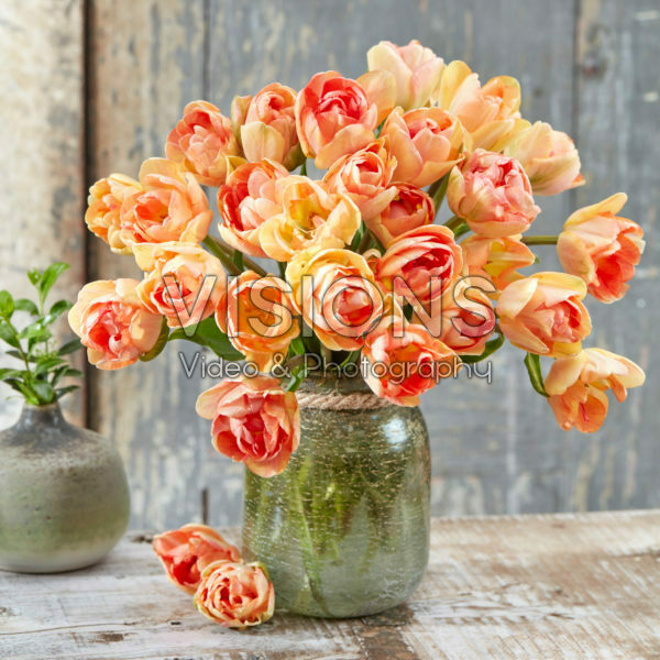 Tulipa Charming Beauty