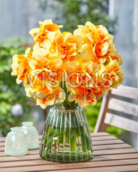 Narcissus Sun Catchers Narcissus Sun Catchers