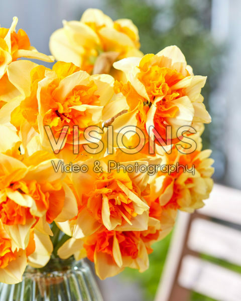 Narcissus Sun Catchers Narcissus Sun Catchers