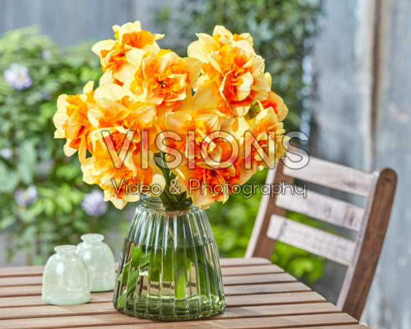Narcissus Sun Catchers Narcissus Sun Catchers