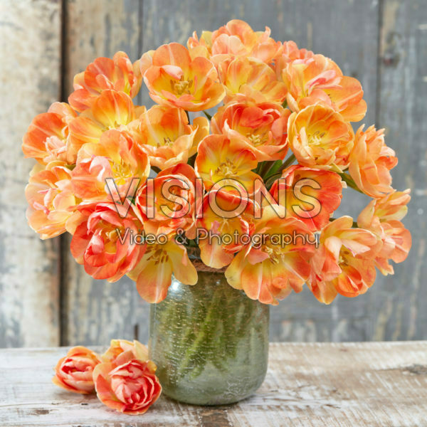 Tulipa Charming Beauty Tulipa Charming Beauty