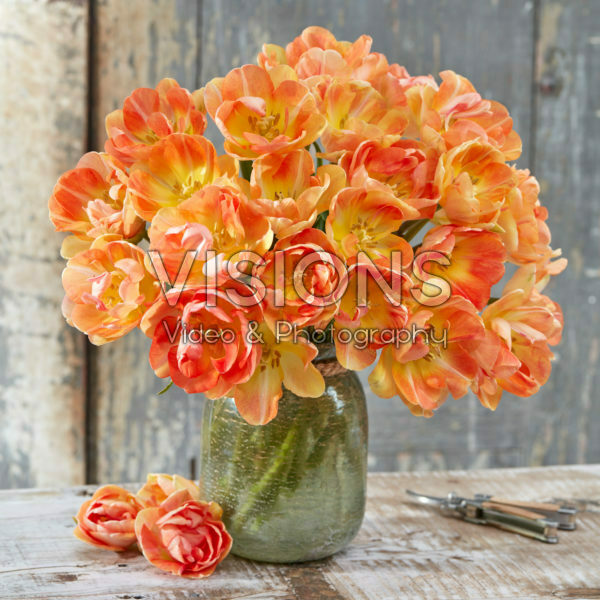 Tulipa Charming Beauty Tulipa Charming Beauty