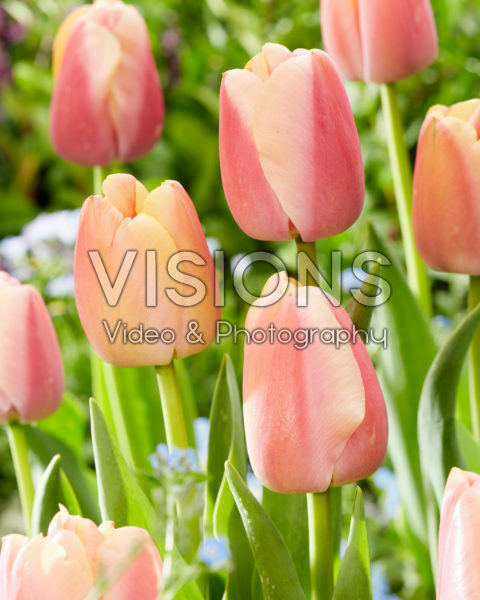 Tulipa Coral Pride Tulipa Coral Pride
