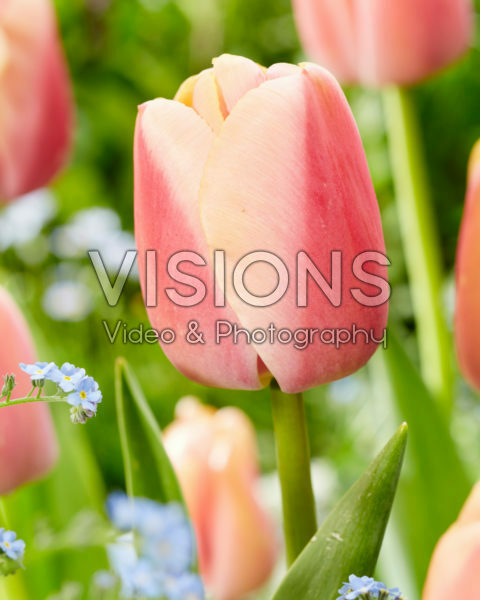 Tulipa Coral Pride Tulipa Coral Pride