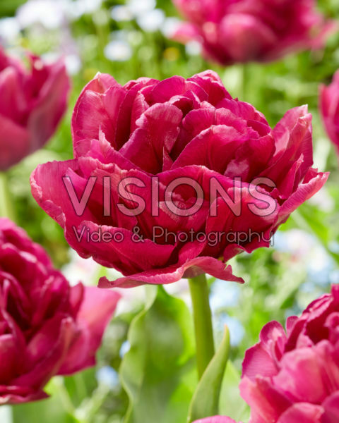 Tulipa Showcase Tulipa Showcase