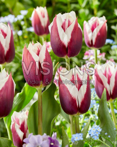 Tulipa Rimini Tulipa Rimini