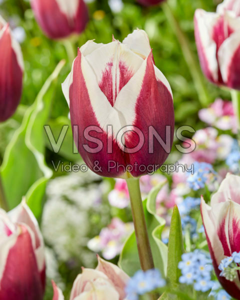 Tulipa Rimini Tulipa Rimini