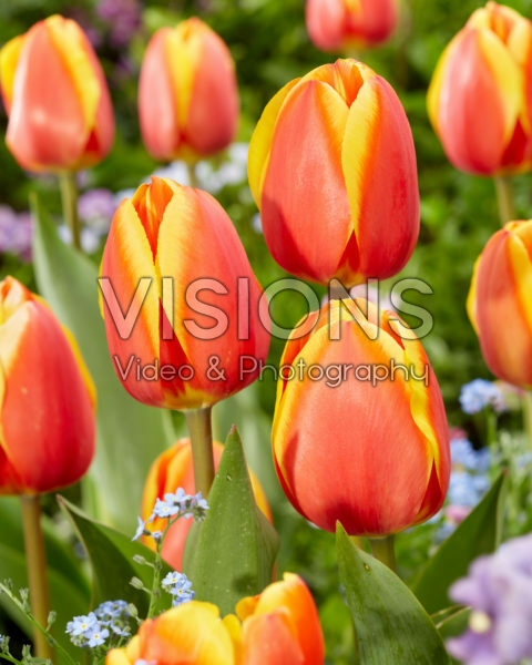 Tulipa Worlds Beauty Tulipa Worlds Beauty