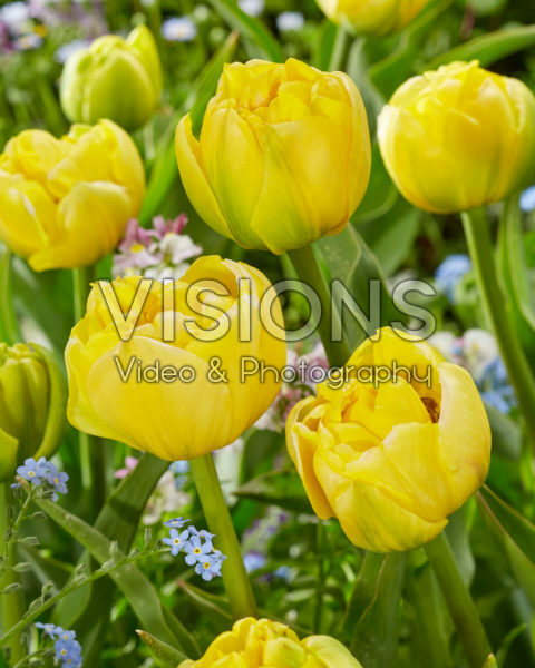 Tulipa Double Trouble Tulipa Double Trouble