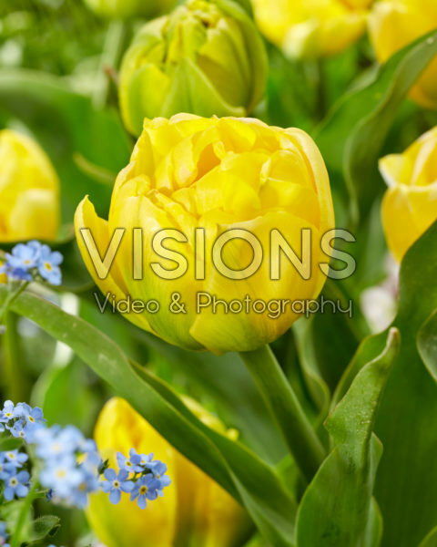 Tulipa Double Trouble Tulipa Double Trouble