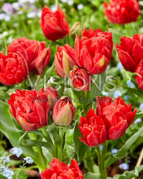 Tulipa Viking Tulipa Viking