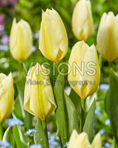 Tulipa Purissima