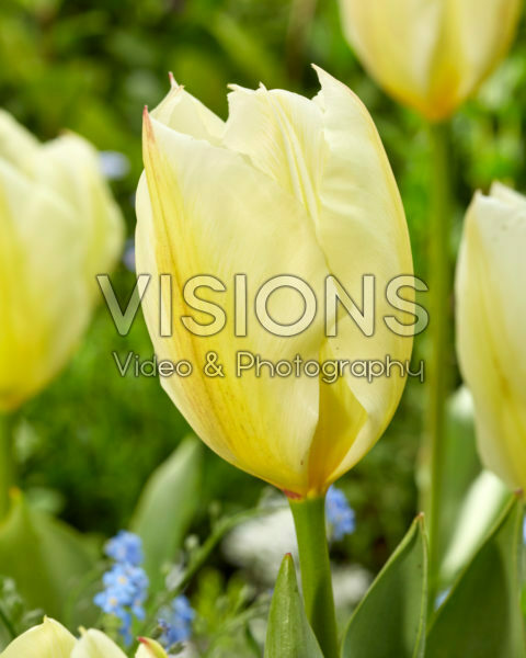 Tulipa Purissima