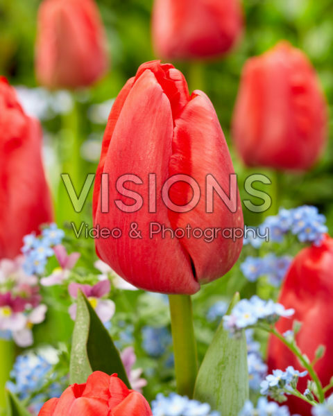 Tulipa Red Pride Tulipa Red Pride