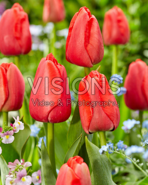 Tulipa Red Pride Tulipa Red Pride
