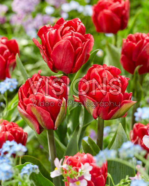 Tulipa Red Foxtrot