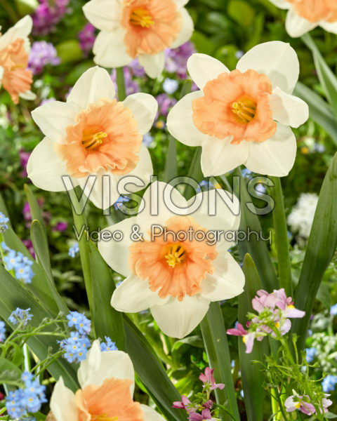 Narcissus Roseanna Narcissus Roseanna