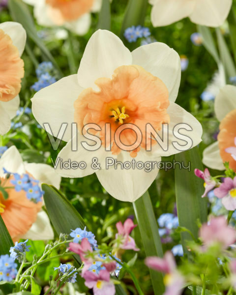 Narcissus Roseanna Narcissus Roseanna