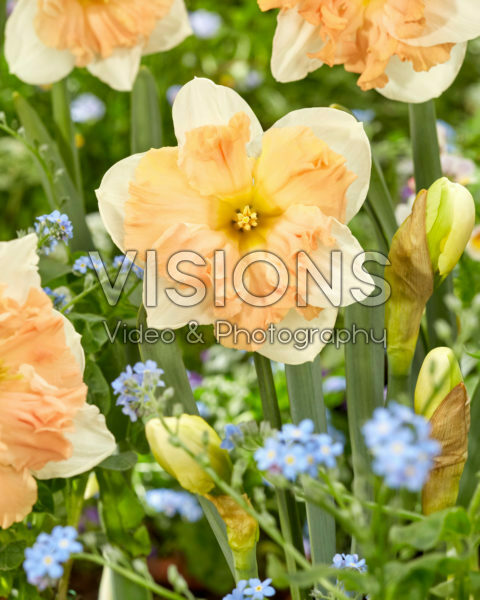 Narcissus Mariner Narcissus Mariner