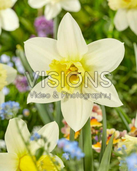 Narcissus Watch Up Narcissus Watch Up