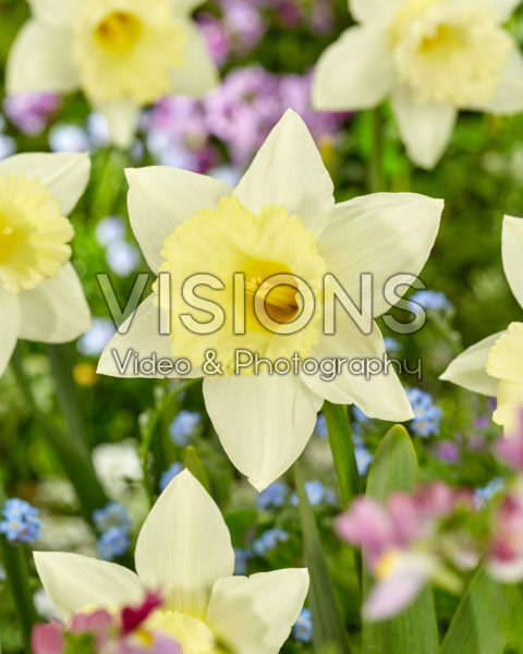 Narcissus Mount Hood Narcissus Mount Hood