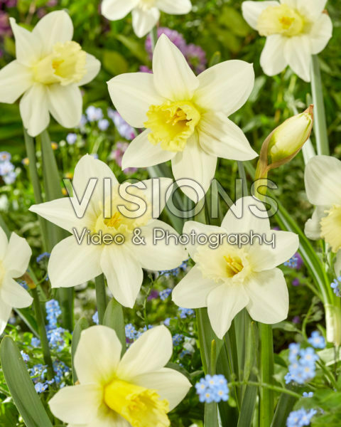 Narcissus Watch Up Narcissus Watch Up