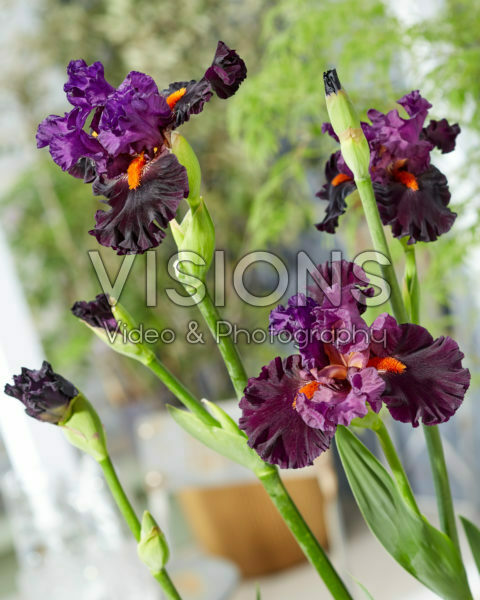 Iris Sharp Dressed Man Iris Sharp Dressed Man