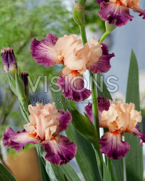 Iris Rose de Perse Iris Rose de Perse