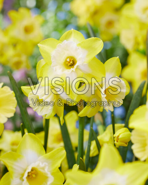 Narcissus 25-92 Narcissus 25-92