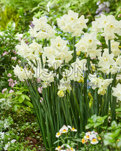 Narcissus 105-91 Narcissus 105-91