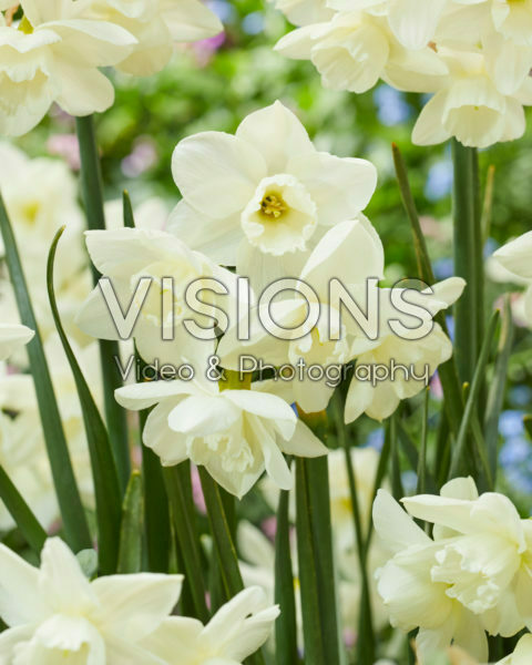 Narcissus 105-91 Narcissus 105-91