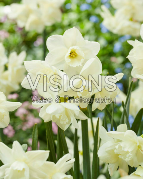 Narcissus 105-91 Narcissus 105-91